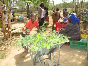 issuance of tree seedlings