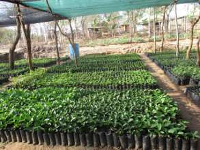 fruit trees in DNRC nursery