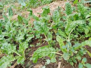 DNRC Organic Kitchen Gardens