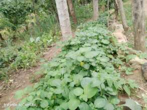 DNRC kitchen garden 2