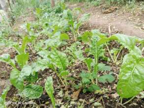 DNRC kitchen garden
