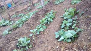 kitchen garden vegetables