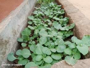 kitchen garden showing traditional vegetable