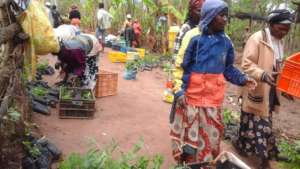 more farmers picking tree seedlings