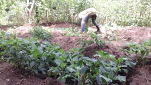 more vegetables at DNRC