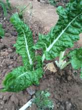 Leafy Nutritious Greens!