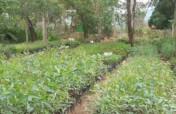 Nutrition through food forests & gardens in Kenya