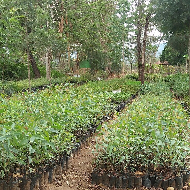 Nutrition through food forests & gardens in Kenya