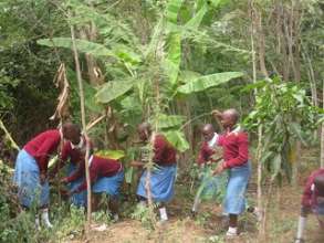 pupils harveting a banana from their food forest