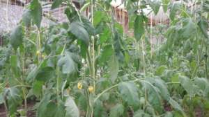 tomotoes in DNRC gardens