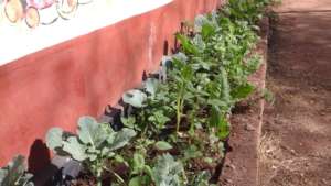 vegetables in dnrc gardens