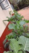 DNRC kitchen gardens