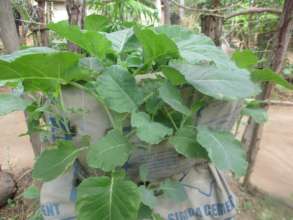 sack garden with kales at DNRC gardens