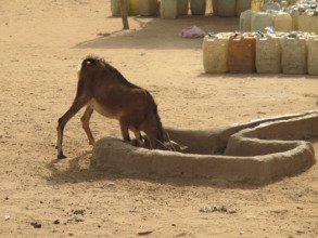 Thirsty little goat