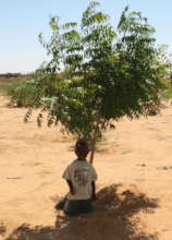Trees Reforest the Desert, Provide Shade and more!