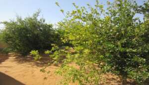 Trees visible on the journey to Majdoub A