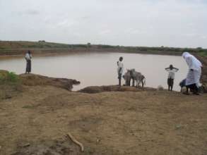 Water for the donkeys