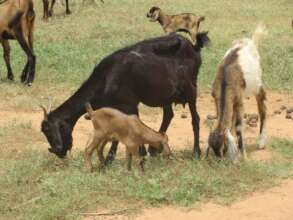 Goats grazing with Kids