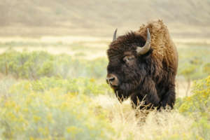 A reintroduced bison