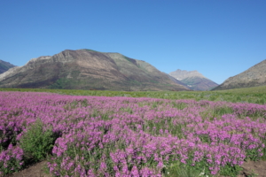 Wildfire also triggers stunning wildflower blooms