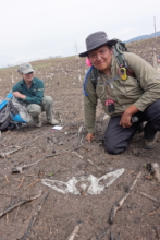 Wildfire reveals an ancient bison skull