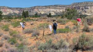 Volunteers search for pollinators in Utah
