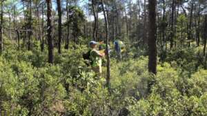 Volunteers take measurements in a forest in Maine