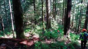 Volunteers take measurements in old growth forest