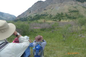 Volunteers scanning for wildlife