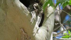A Flammulated owl is spotted in a tree cavity