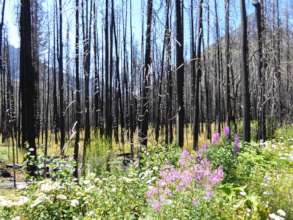 How will fire change this forest's understory?