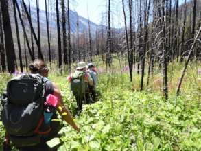 Volunteers pass through burned forest
