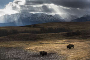 Bison grazing in Waterton Lakes National Park