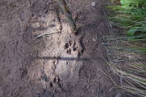 A wolf track spotted in the mud