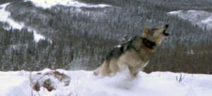 A howling wolf caught on camera