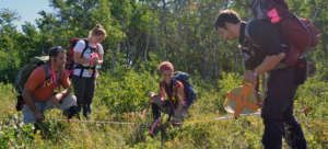 Volunteers measuring aspen footprint