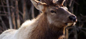 The majestic elk, key prey for wolves