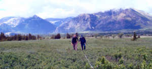 Volunteers walk a transect in front of the Rockies