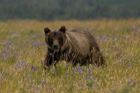 A young grizzly in Waterton Lakes National Park