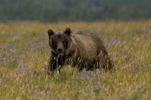 A young grizzly in Waterton Lakes National Park