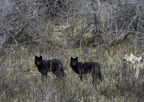 Restoring Fire, Wolves, and Elk in the Rockies