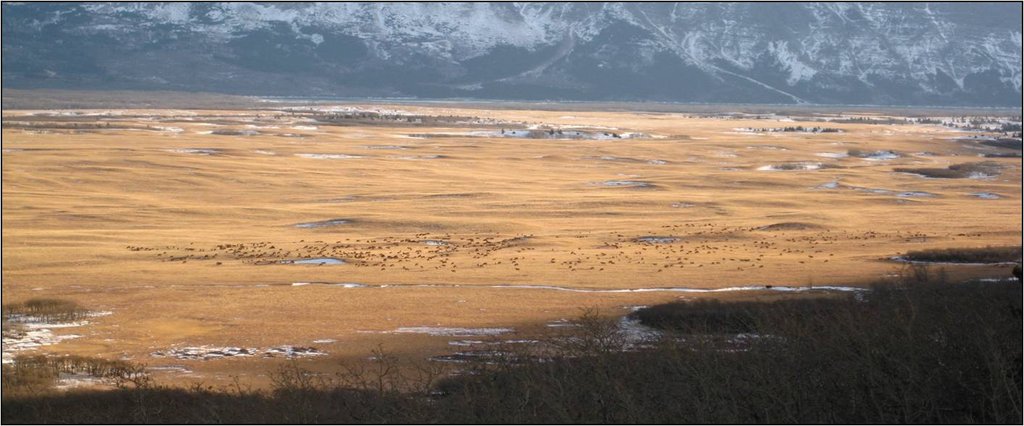 Restoring Fire, Wolves, and Elk in the Rockies
