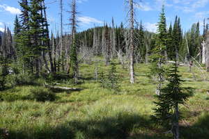 Aspen-grassland habitat in Waterton Lakes