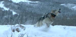 A howling wolf is caught on camera trap