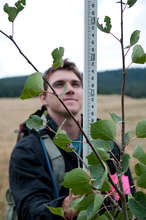 An Earthwatch volunteer measures aspen tree height