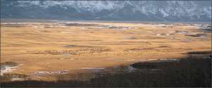 A herd of elk