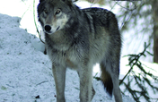 Restoring Fire, Wolves, and Elk in the Rockies