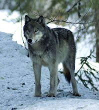 Restoring Fire, Wolves, and Elk in the Rockies