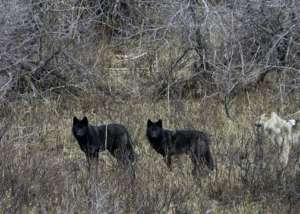 Three Wolves Caught on Camera