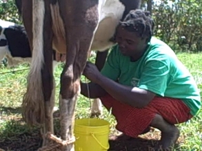 Ms wamuyu milking her cow and background is the calf